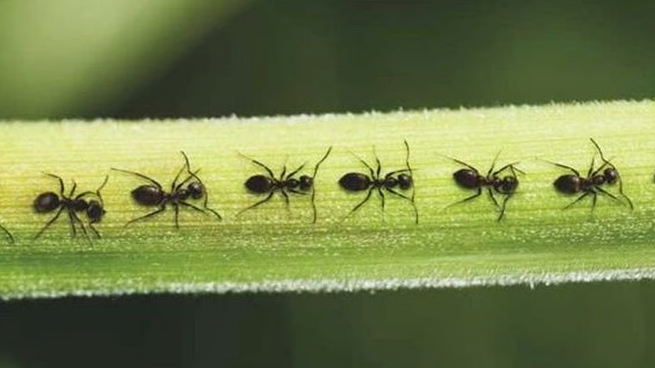 পিঁপড়া কেন সারবেঁধে চলে?