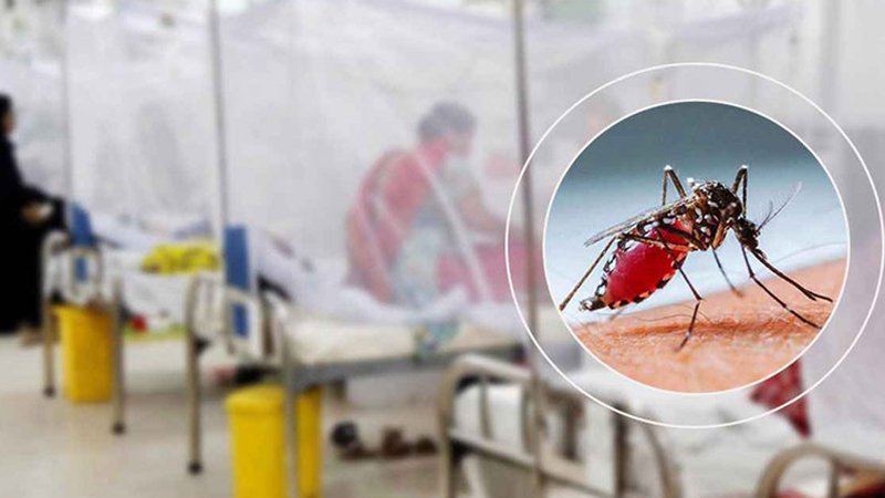 দেশে ডেঙ্গুতে আরো ১০ জনের মৃত্যু, হাসপাতালে ১০৬৯