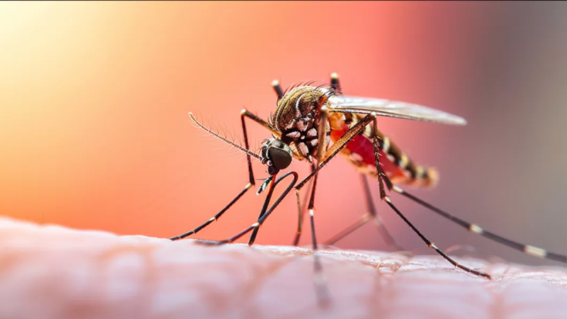 ডেঙ্গুতে একদিনে ৭ জনের মৃত্যু