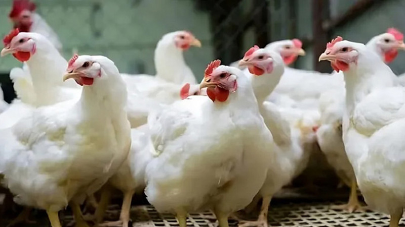 পোলট্রি মুরগিতে ‘সুপারবাগ’, নষ্ট করছে মানুষের জীবনরক্ষাকারী ওষুধের কার্যকারিতা