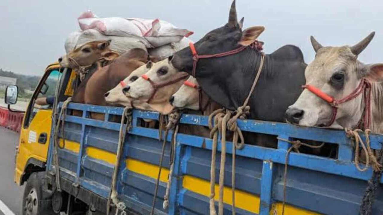 অস্ত্রের মুখে ৩০টি গরুসহ ট্রাক ডাকাতি