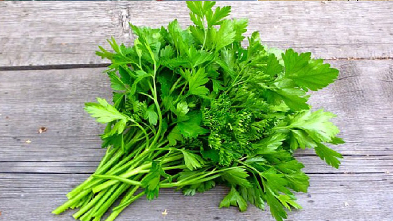 ধনেপাতার যাদুকরী গুণাগুন